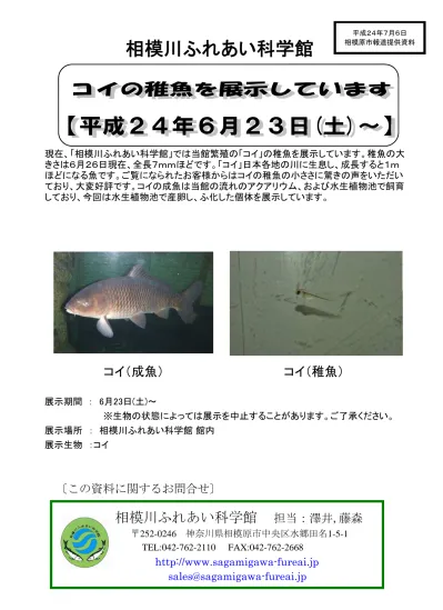 相模川ふれあい科学館 ヒガイの稚魚を展示しています 発表資料 平成24年6月分 相模原市