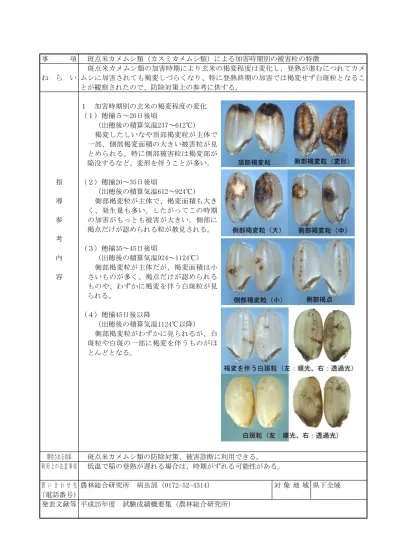 アカヒゲホソミドリメクラガメの多発要因と斑点米被害特徴 普及する技術 指導参考資料 水稲 青森県庁ホームページ