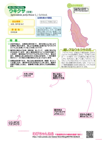 ウキクサの図鑑 一般用 ウキクサ 浮草 サトイモ科 ウキクサ属 野田市ホームページ