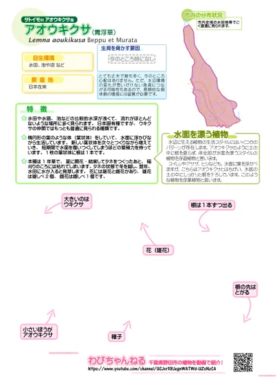 エノコログサの図鑑 一般用 エノコログサ 狗尾草 イネ科 エノコログサ属 野田市ホームページ