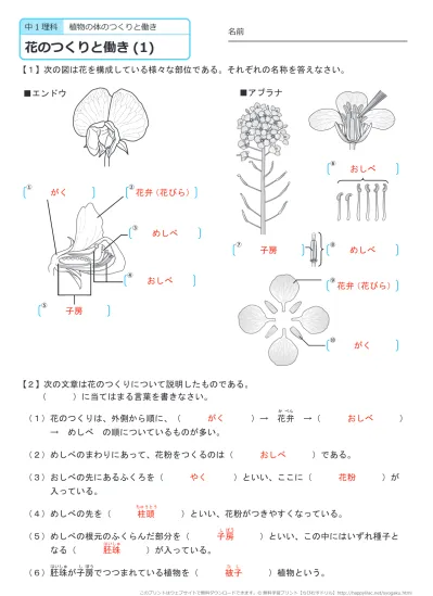 中学１年生 理科 植物の分類 練習問題プリント 無料ダウンロード 印刷 このページの答えのプリント 全部
