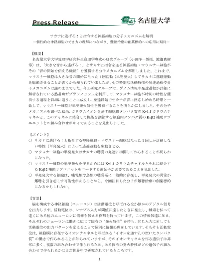 サカナに逃げろ と指令する神経細胞の分子メカニズムを解明 個性的な神経細胞のでき方の理解につながり 難聴治療の創薬標的への応用に期待